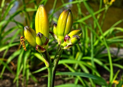 Insect feeding wasp feeding