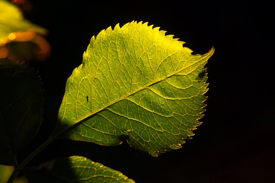 Outdoors growth bright