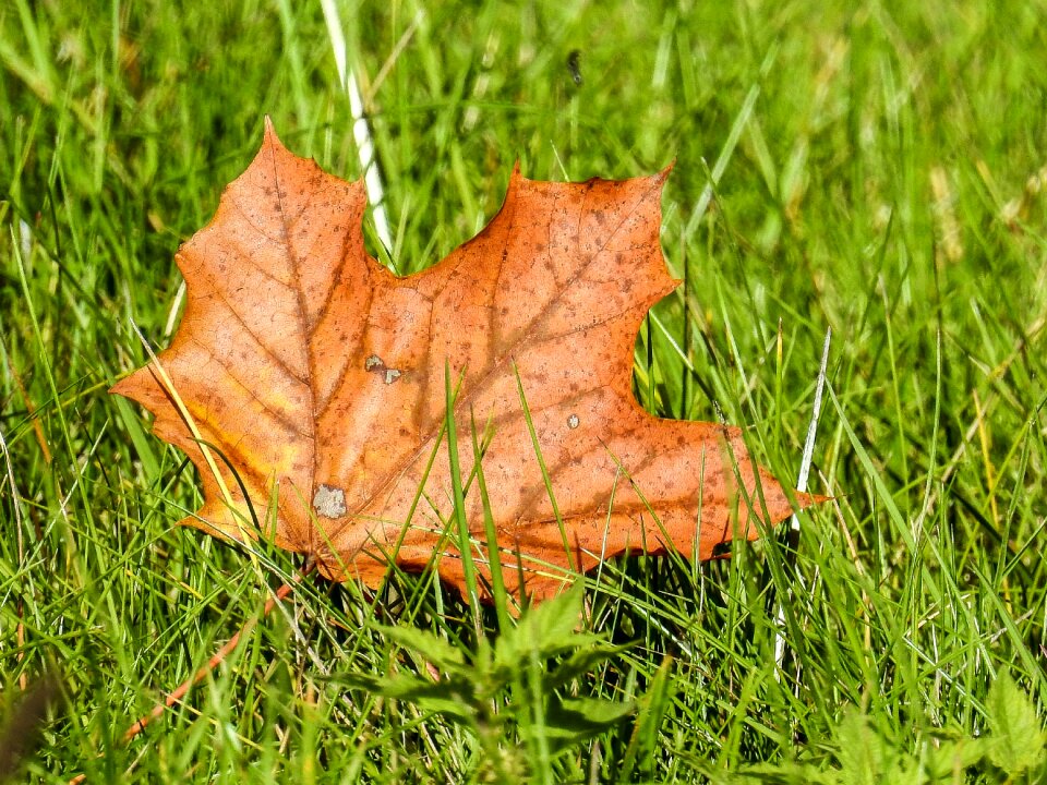 Nature autumn leaves