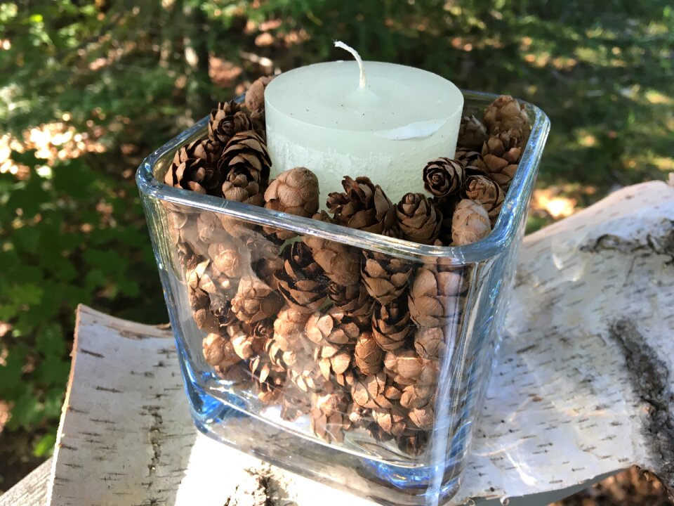 Hemlock tree hemlock cone crafts pine cone crafts