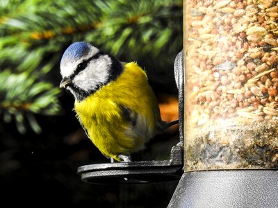 Nature bird garden