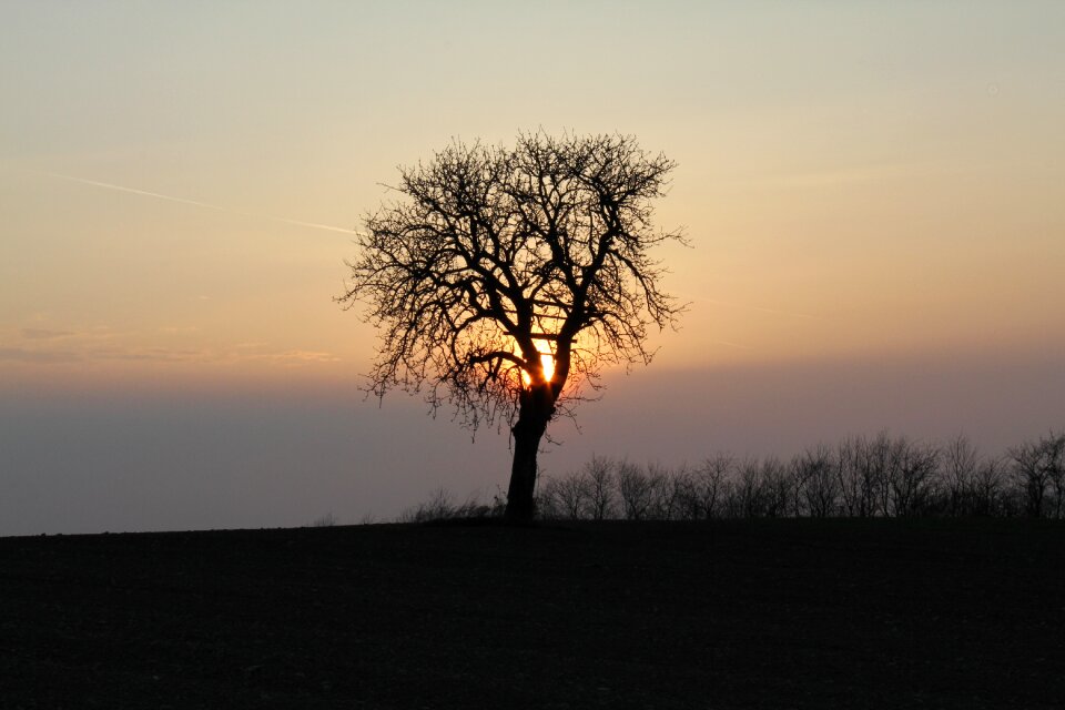 Tree nature fog photo