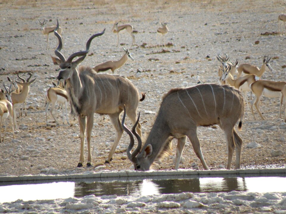 Animal wild namibia