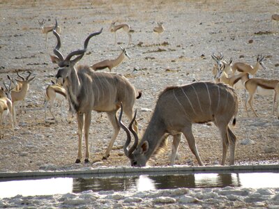 Animal wild namibia photo
