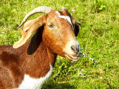 Weidetier animal nature