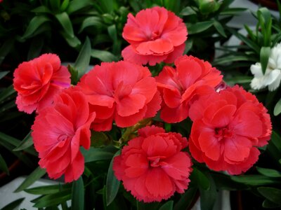 Flowers popular flower garden