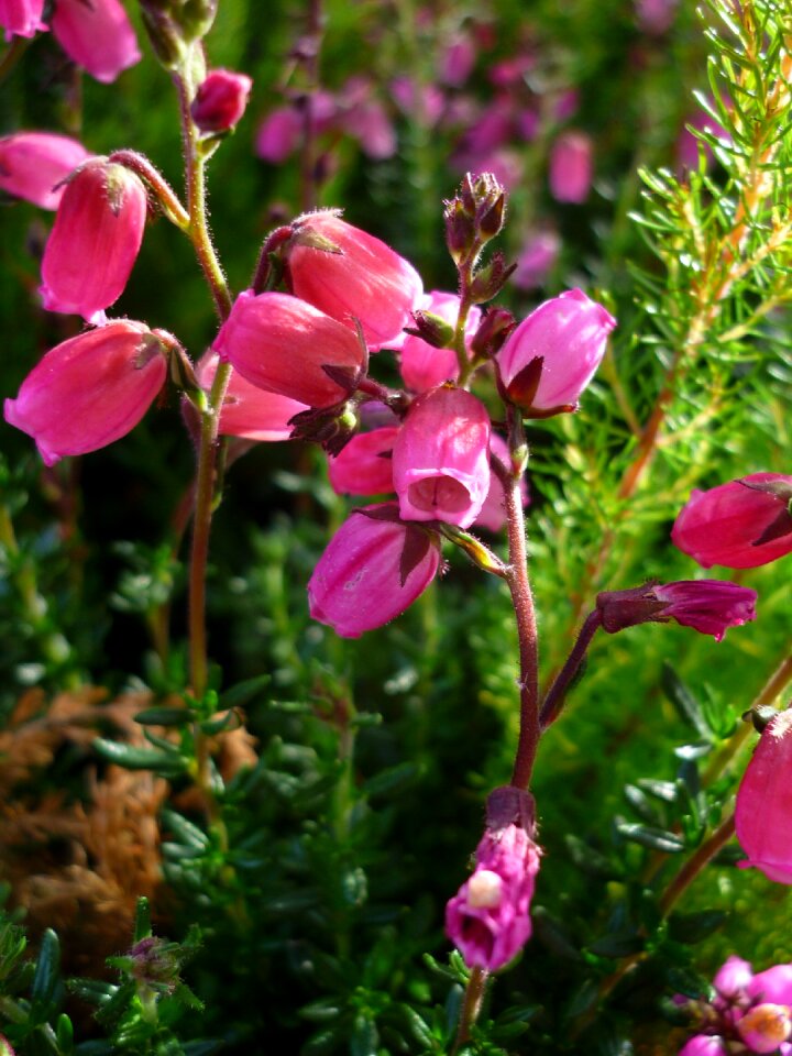 Red flowers popular