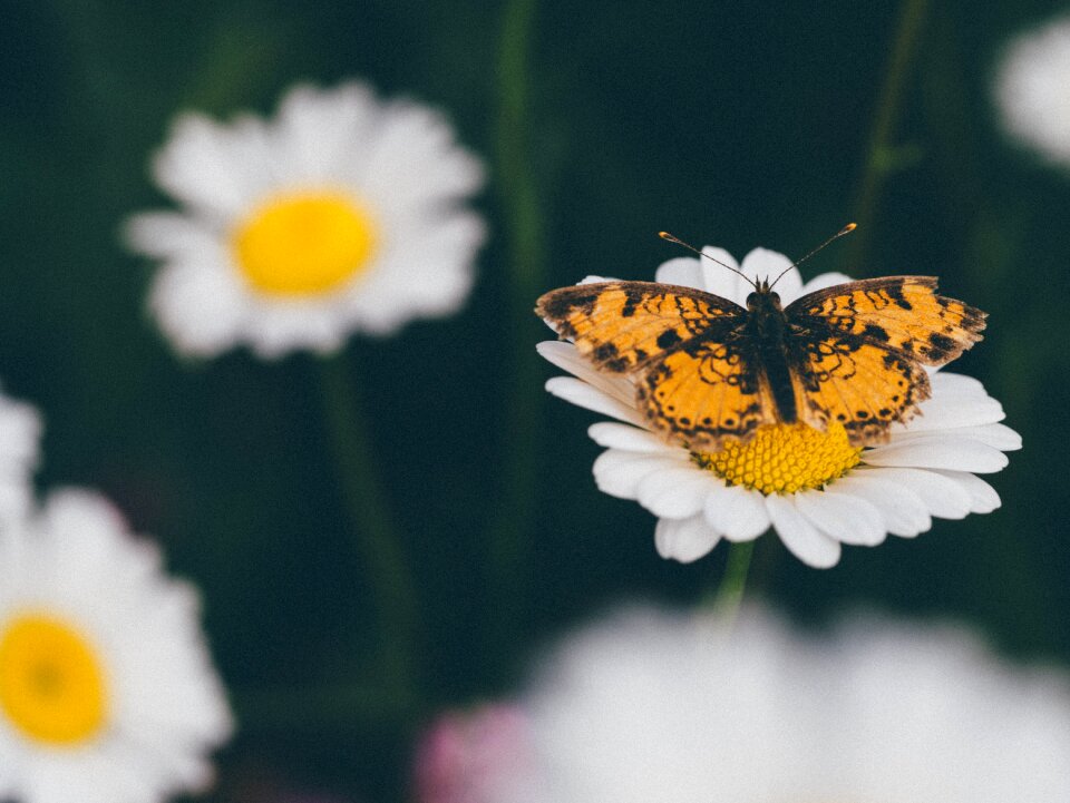 Flowers butterfly nature