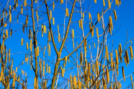 Blue sky sun tree