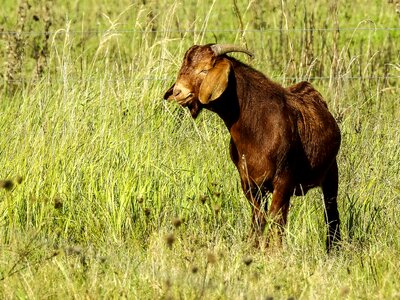 Weidetier animal nature