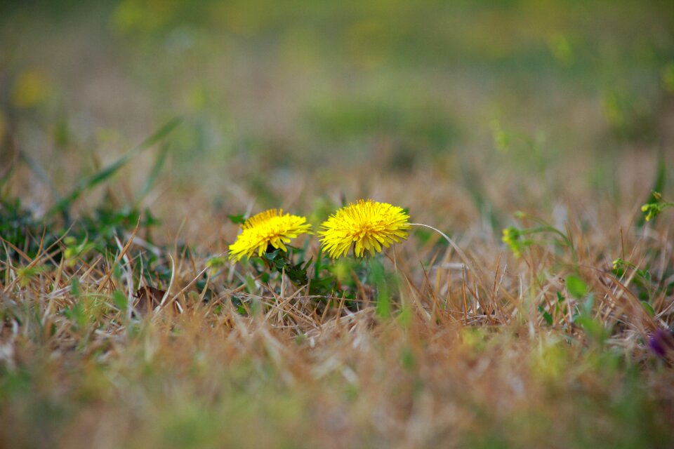 Outdoors wildflower obsession