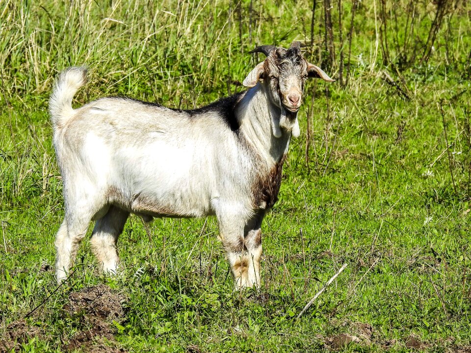 Weidetier animal nature