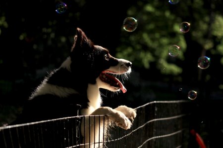 Border collie bubble bubbles