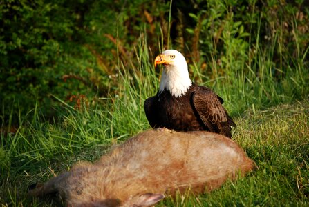 Symbol wildlife prey