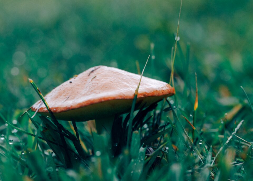Mushrooms green grass