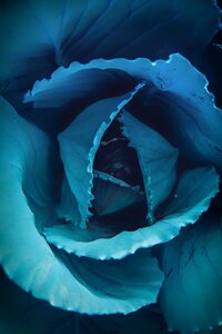 Flowers petals closeup