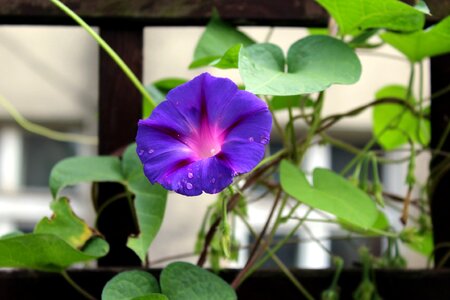 Purple flowers blooming foliage