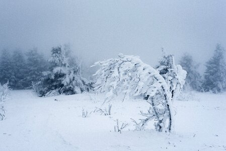Frost frozen tree photo