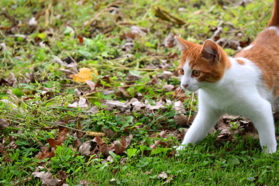 Pet animal kitty