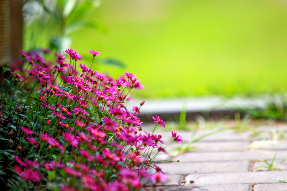 Plants summer july