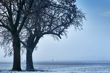 Snow wintry frost photo