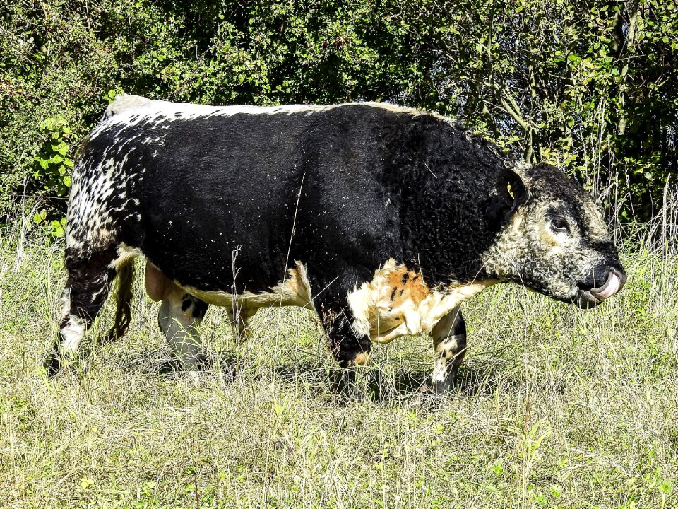 Weidetier animal nature