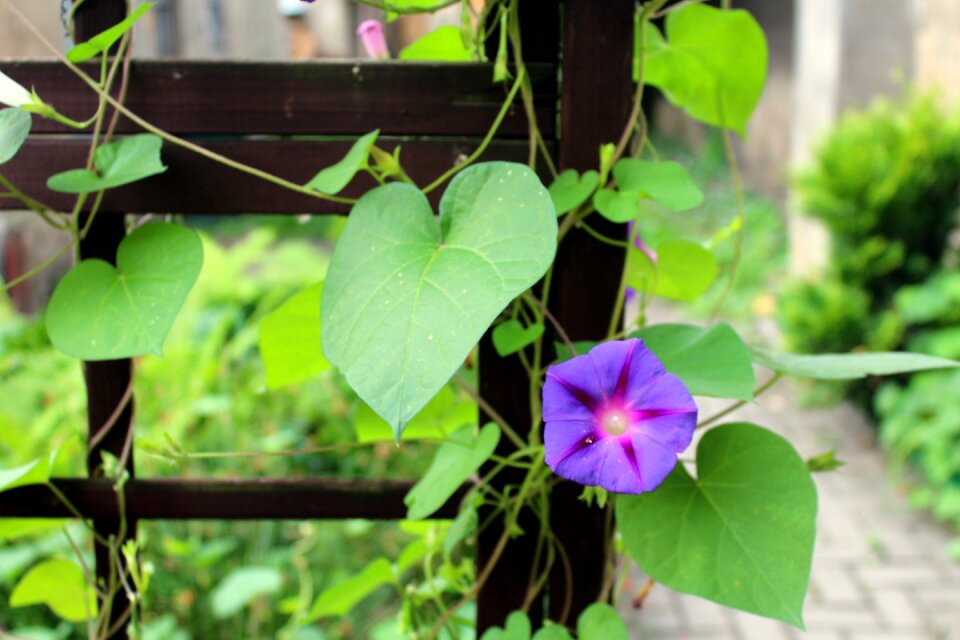 Flowers blooming purple flower