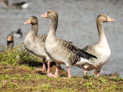 Bird nature animal photo