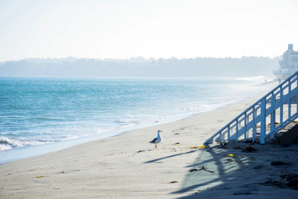Ocean sea pigeon