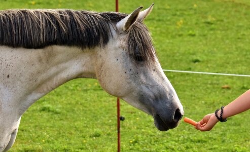 Eat carrot meadow photo