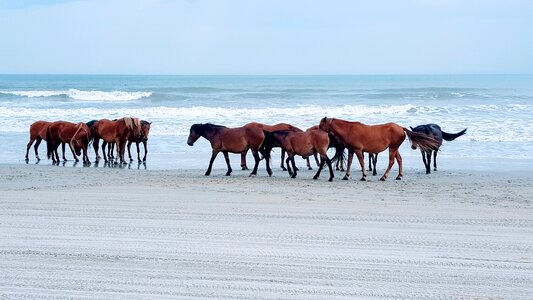 Horse beach ocean