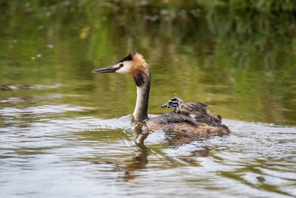 Young water bird bird