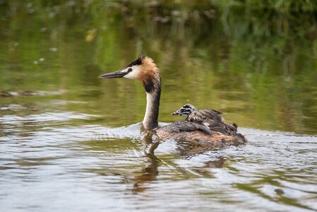 Young water bird bird
