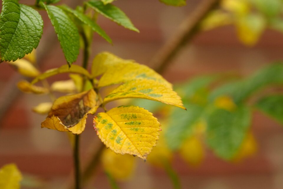 Autumn leaves plant fall