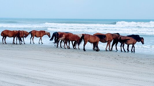 Horse beach ocean