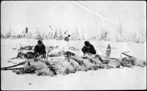 Hunters with killed caribou photo