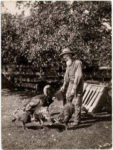 Farmer feeding turkeys