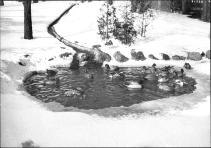 Riverdale Zoo ducks in the little pool during the winter…
