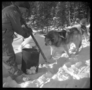Father Gagnon of Weenusk mission feeding his dogs on trail…