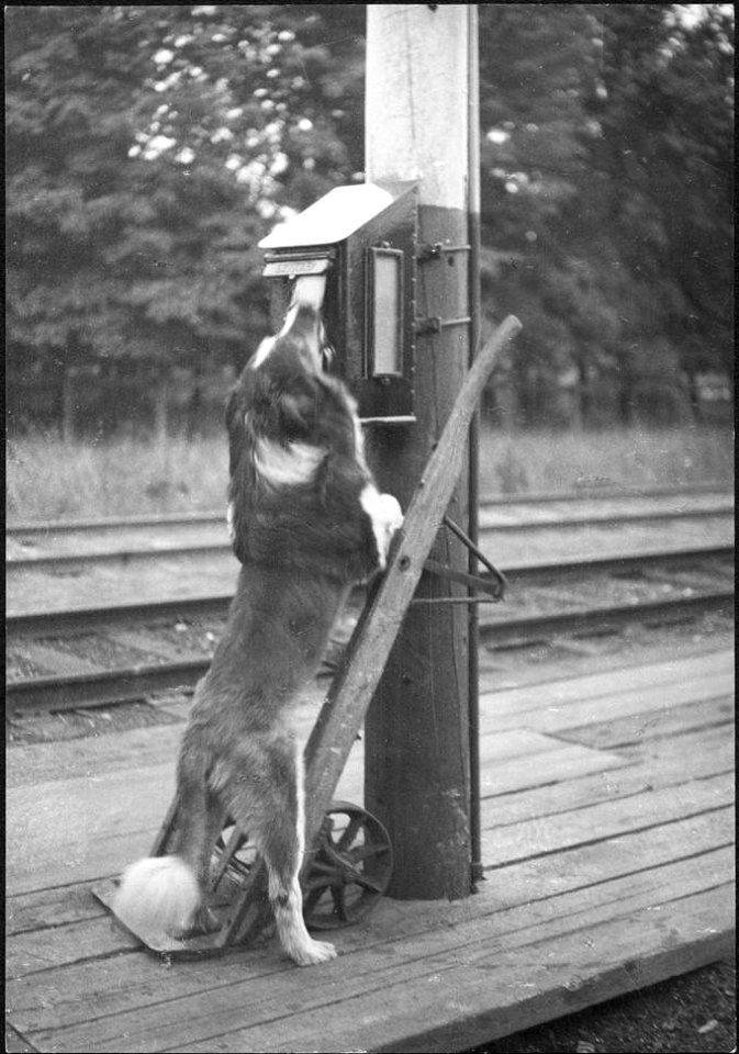 A dog putting a letter into a mailbox