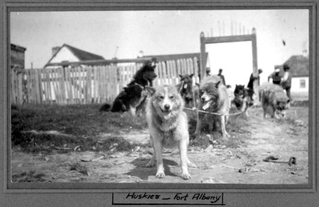 Huskies - Fort Albany photo