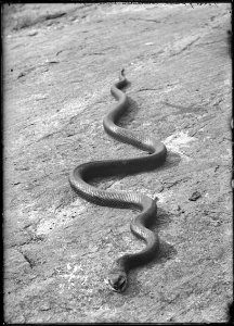 Snake on ground at Grassy Point, Charleston Lake photo