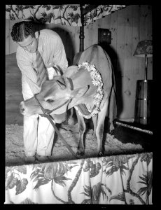 Man grooming Elsie the cow at the Canadian National Exhibi…