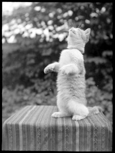 A seven-toed kitten
