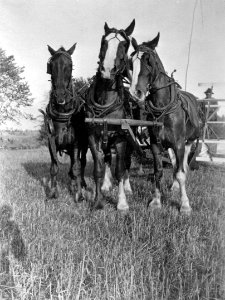 Horse team pulling a binder photo