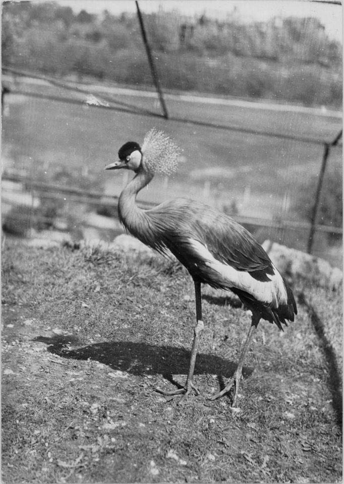 A proud specimen of the heron tribe in Riverdale Zoo