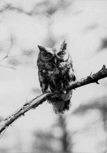A screech owl, removed from its hole in High Park, Toront… photo