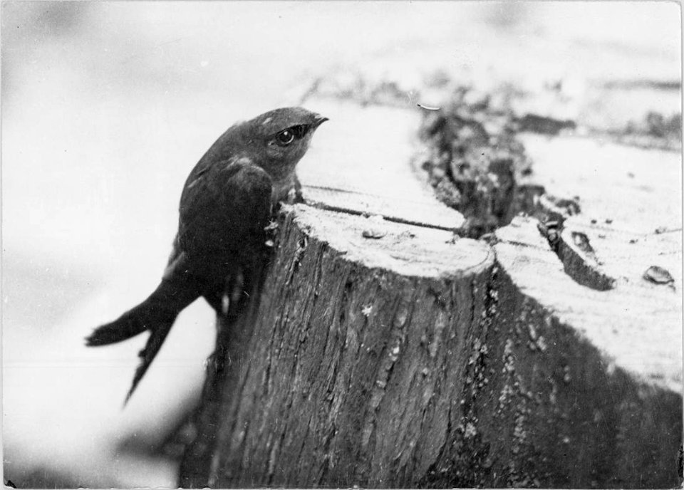 Swallow perched on a stump