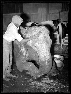 Man grooming an elephant at Morton's Circus