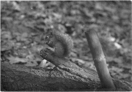A red squirrel enjoying a nut that was put away for the wi… photo